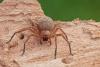 Olios argelasius